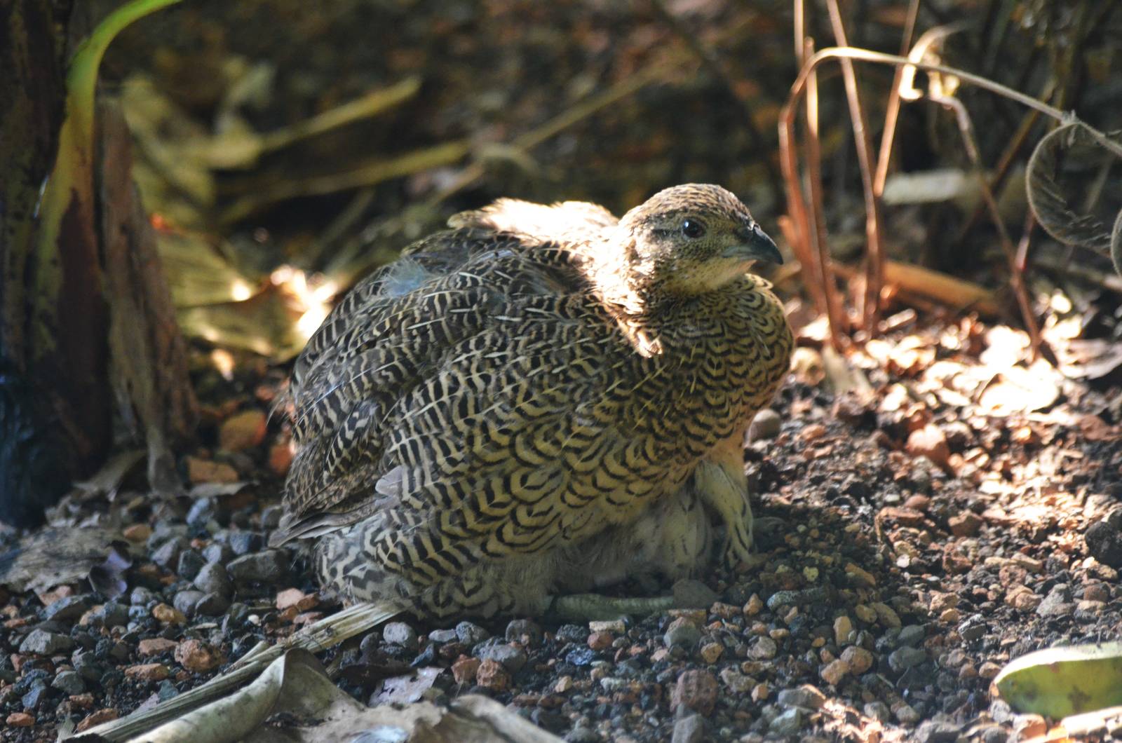 Madagascar Partridge at Zurich Zoo, 10/09/16