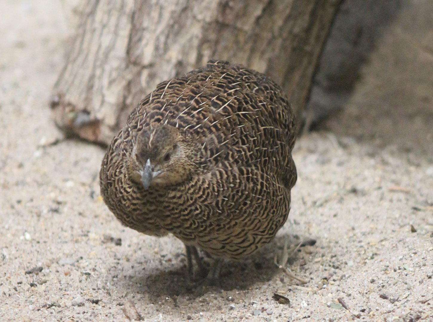 Madagascar partridge - female
