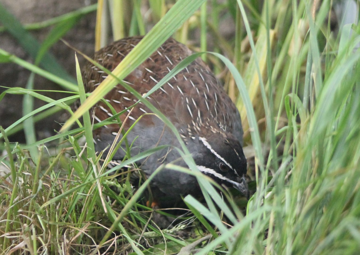Madagascar partridge - male