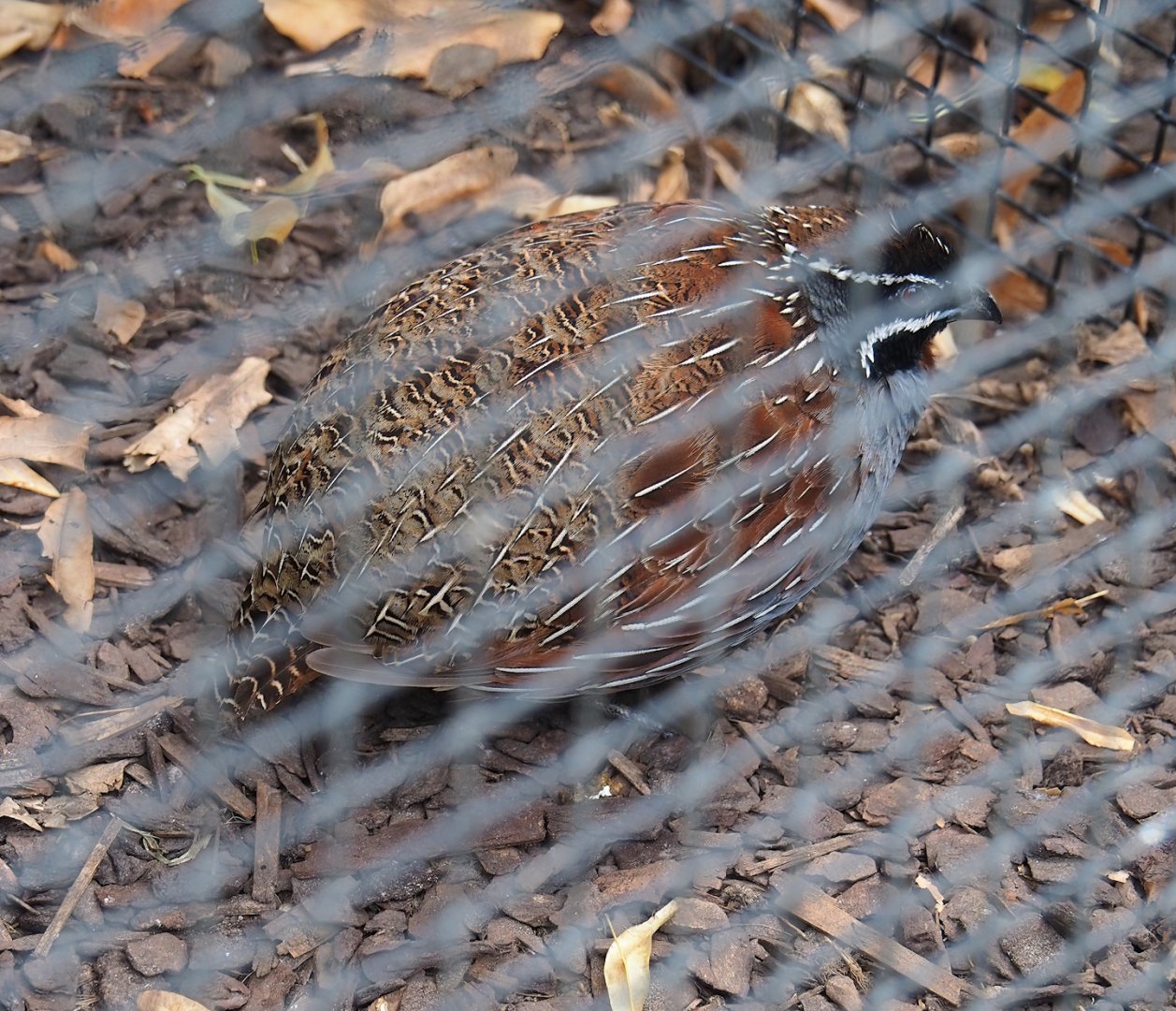 Madagascar partridge (Margaroperdix madagarensis), 2023-07-22