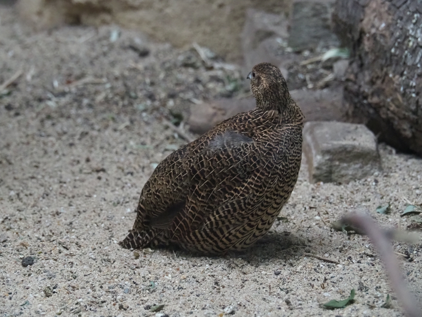 Madagascar Partridge (Margaroperdix madagarensis), female