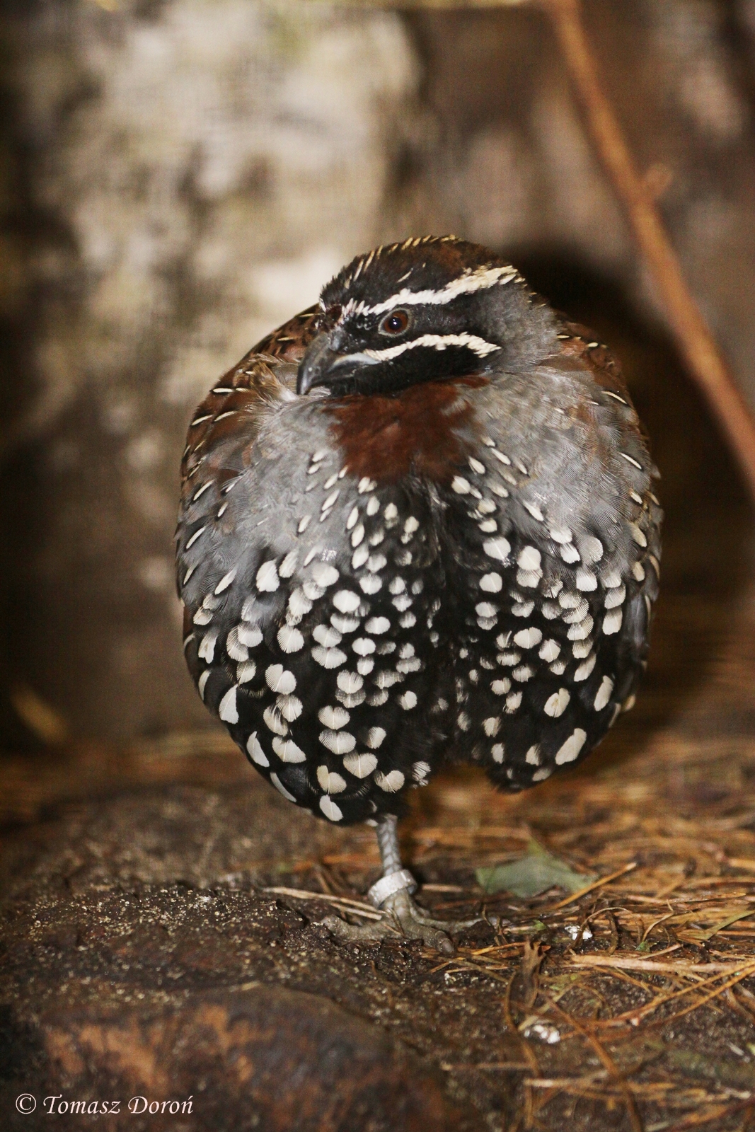 Madagascar Partridge (Margaroperdix madagarensis) male