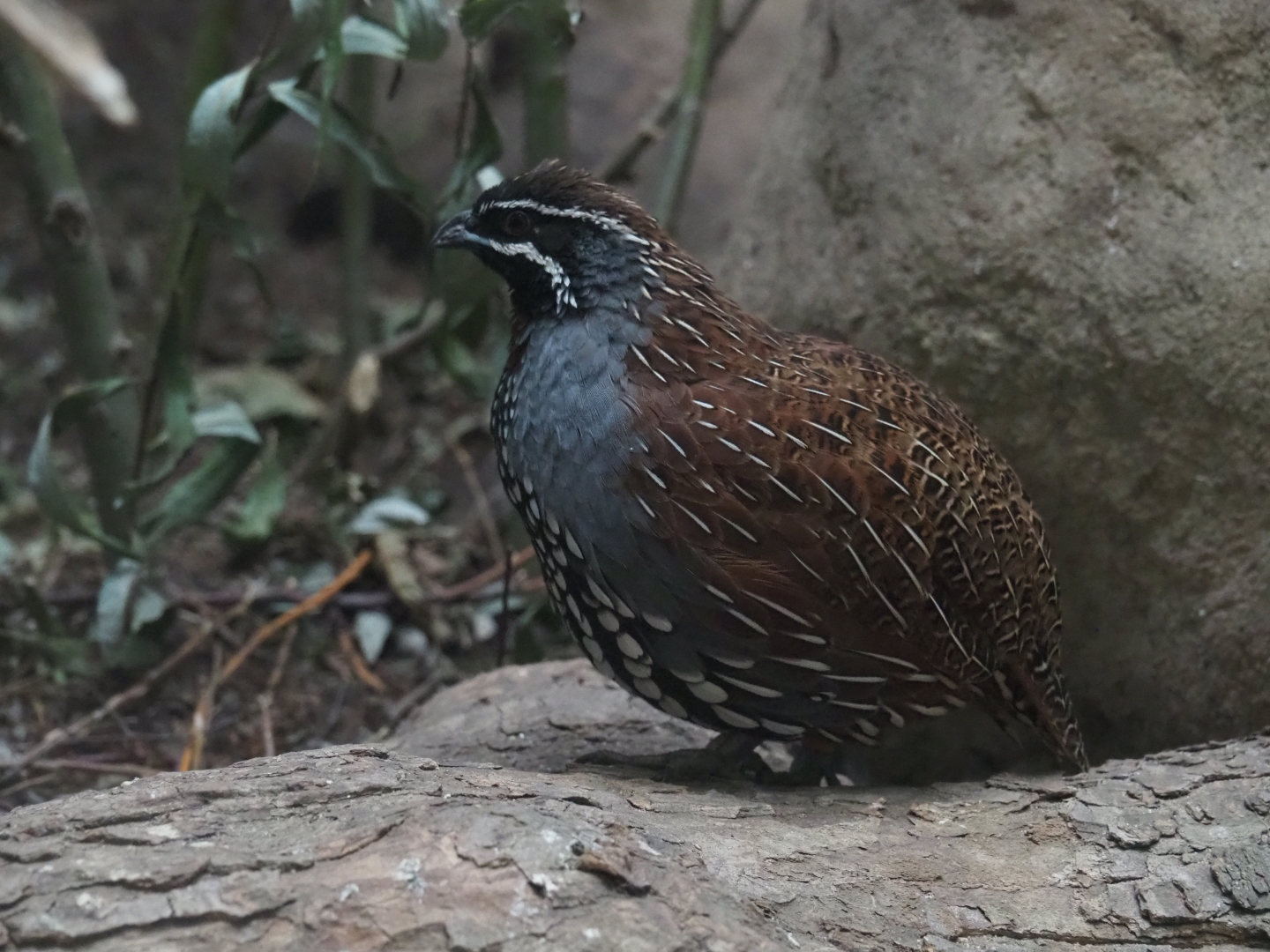 Madagascar Partridge (Margaroperdix madagarensis), male