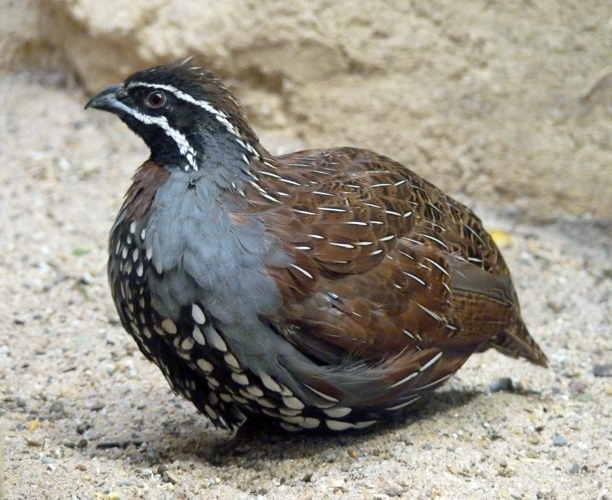 Madagascar partridge (Margaroperdix madagarensis) male
