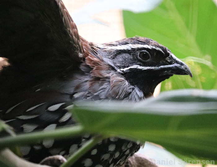 Madagascar partridge (Margaroperdix madagarensis)