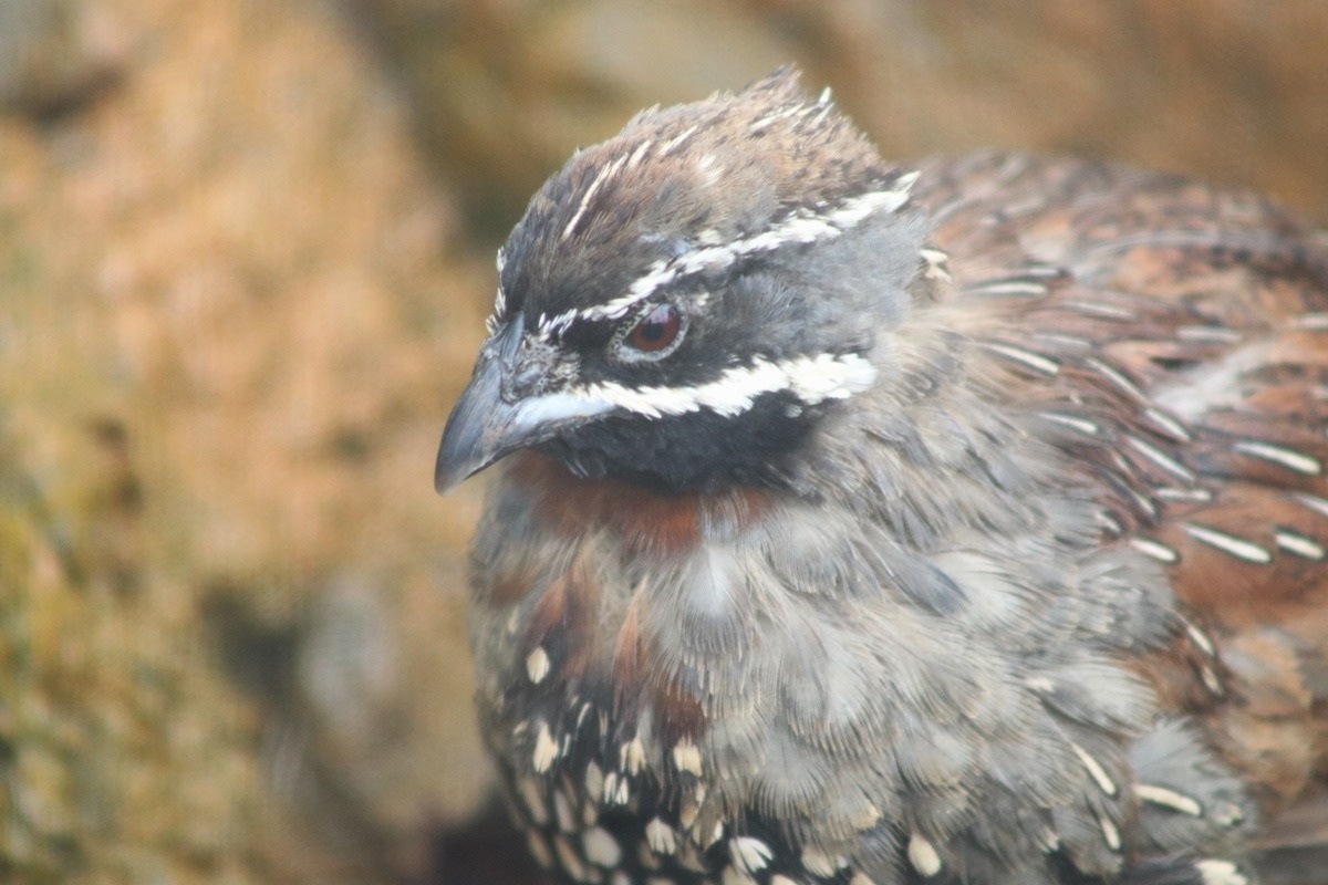 Madagascar Partridge (Margaroperdix madagarensis)
