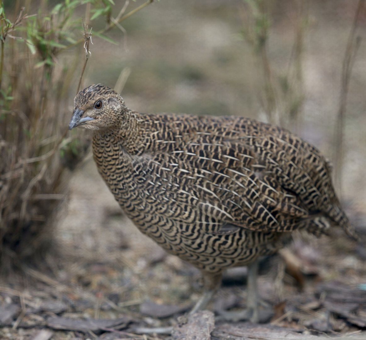 Madagascar Partridge (Margaroperdix madagarensis)