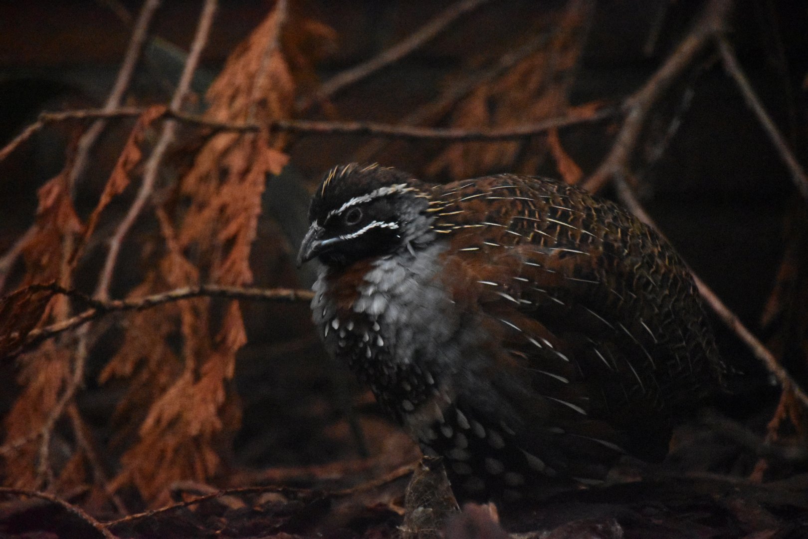 Madagascar partridge, Margaroperdix madagascariensis