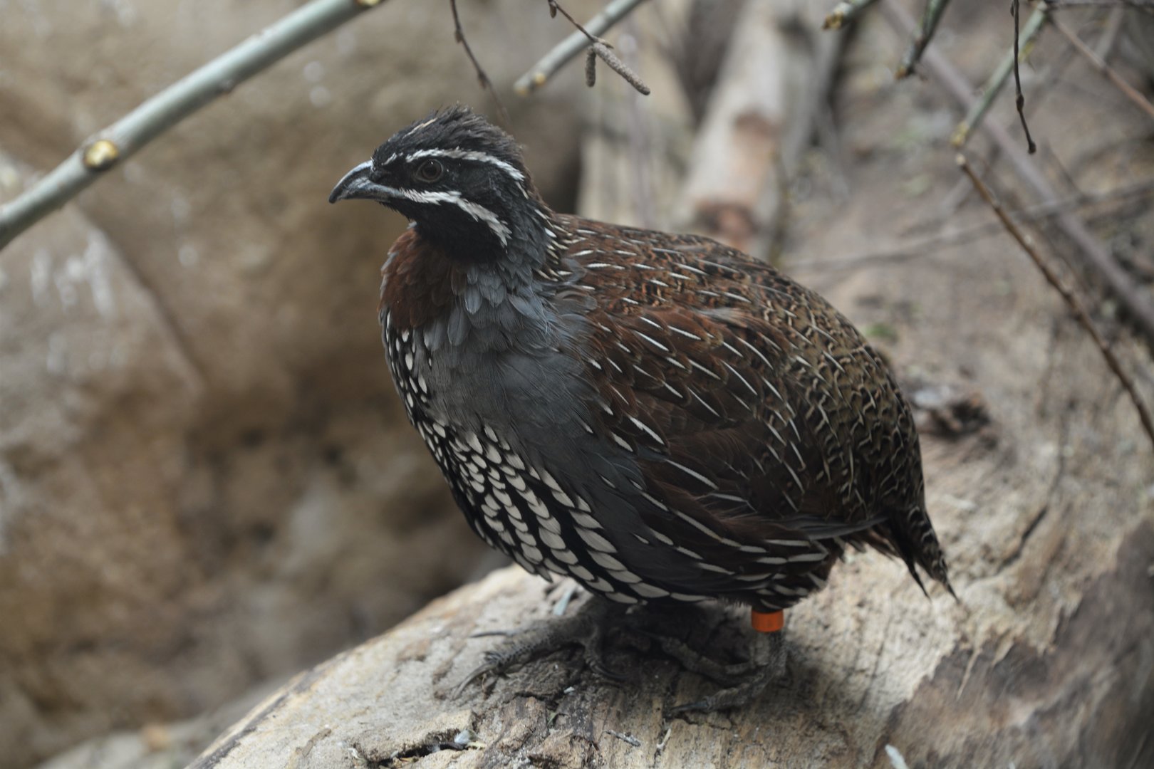 Madagascar partridge (Margaroperdix madagascariensis)