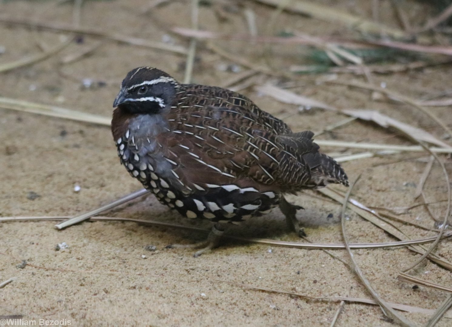 Madagascar Partridge (new for the zoo)