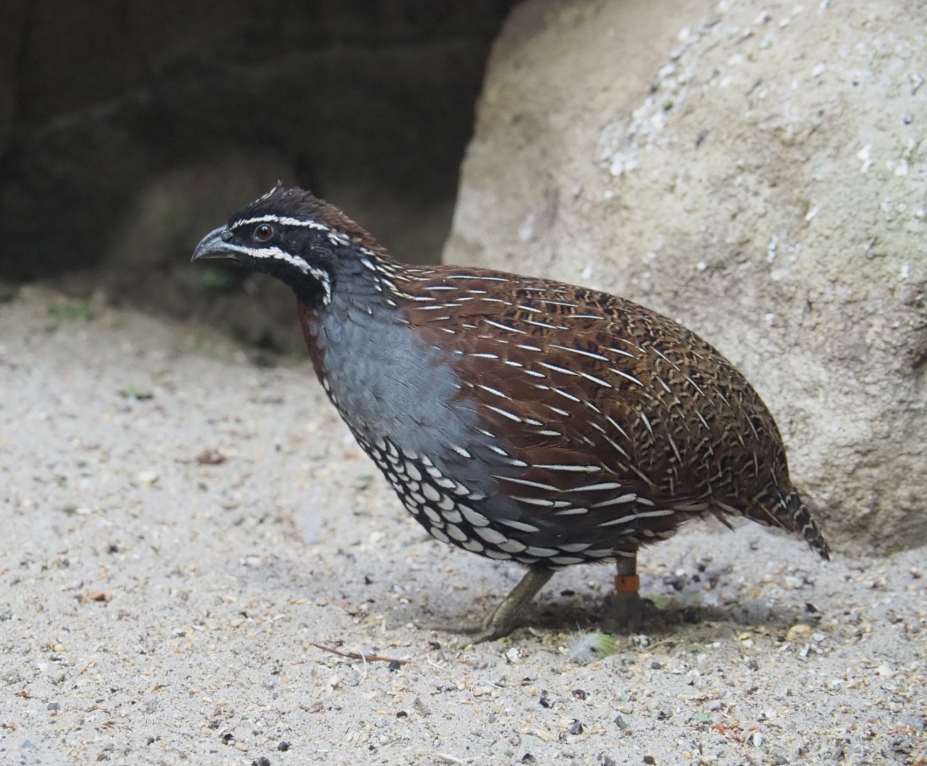 Madagascar partridge rooster (Margaroperdix madagarensis), 2020-06-28
