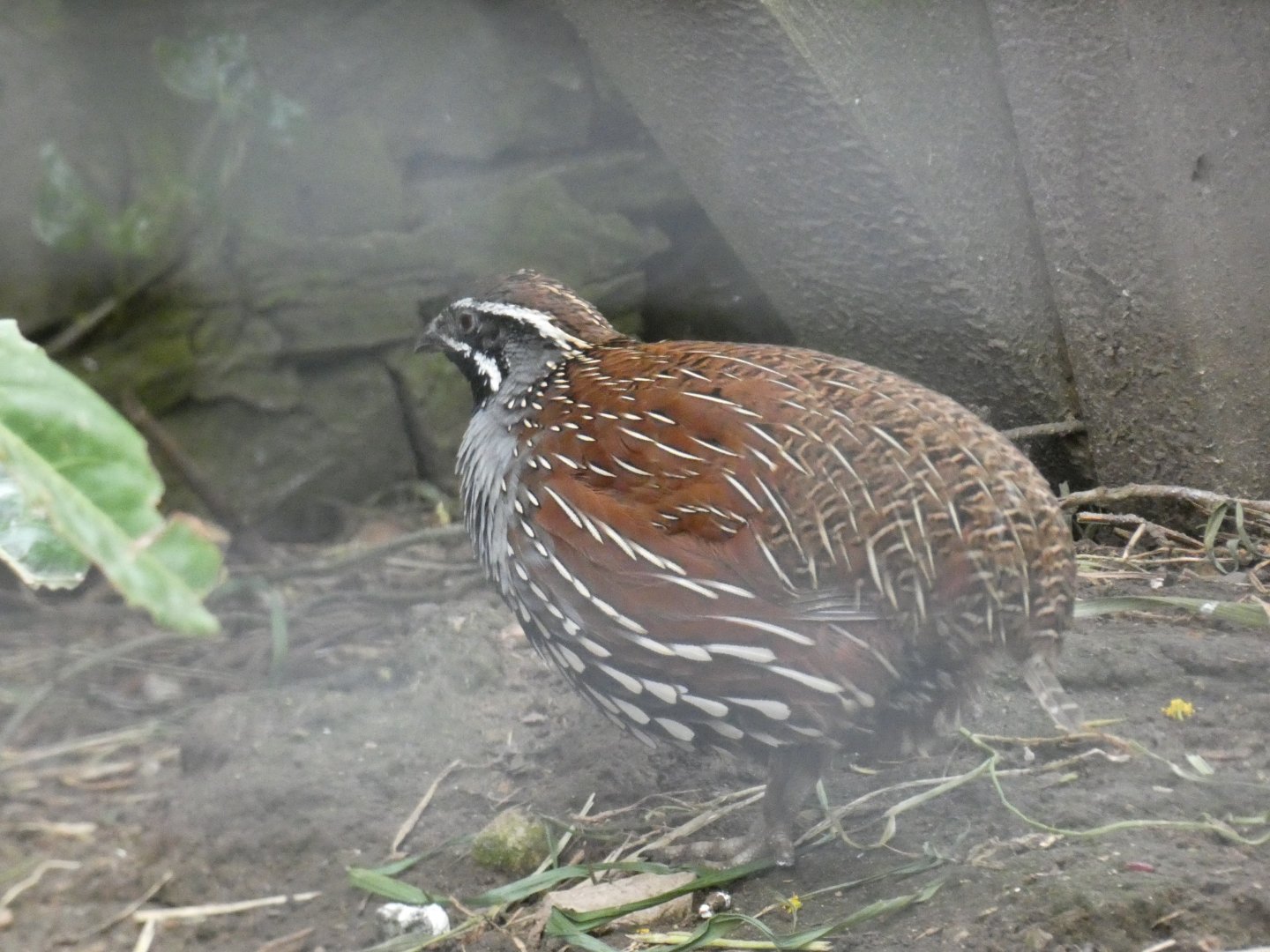 Madagascar Partridge