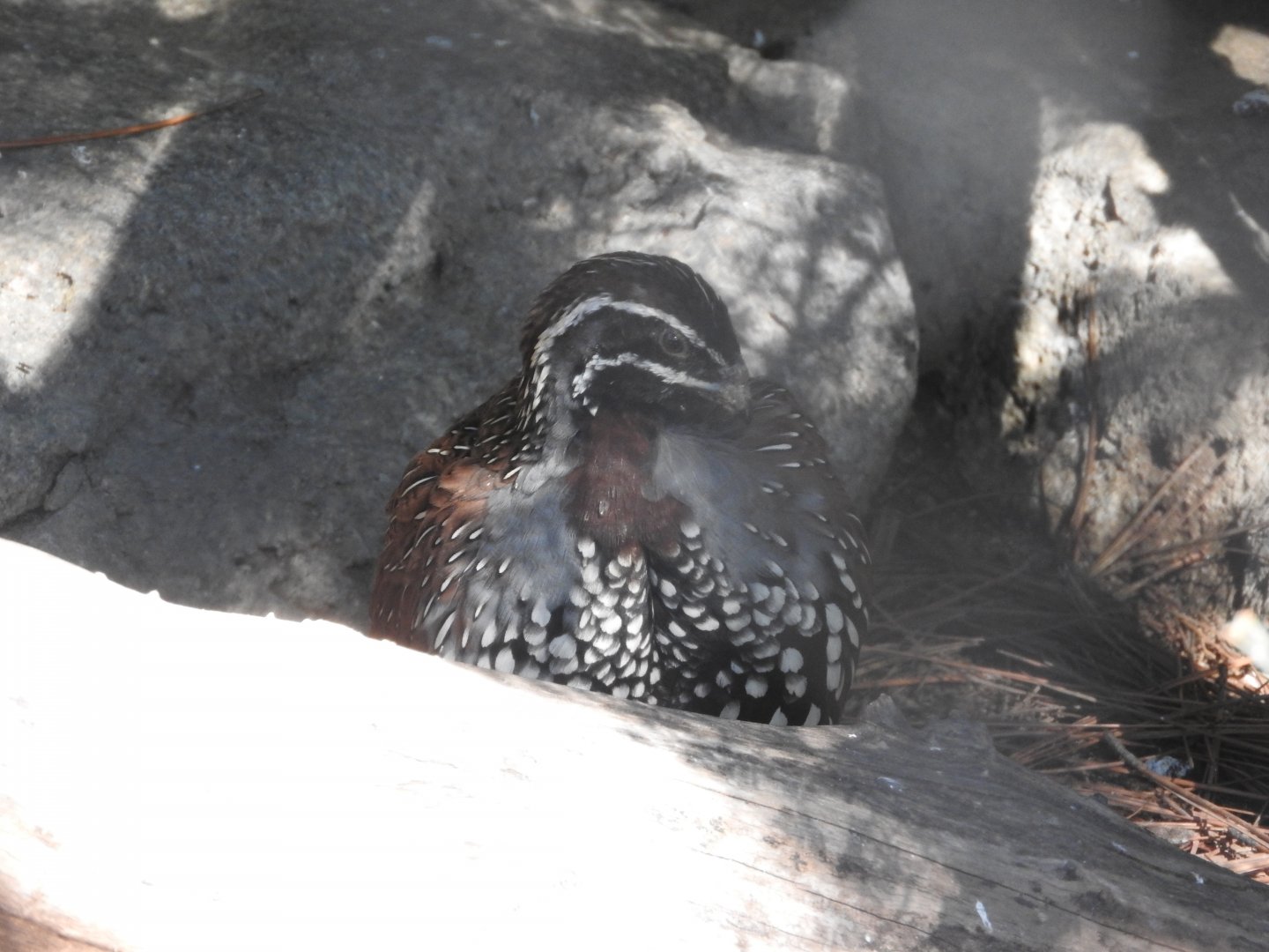 Madagascar Partridge