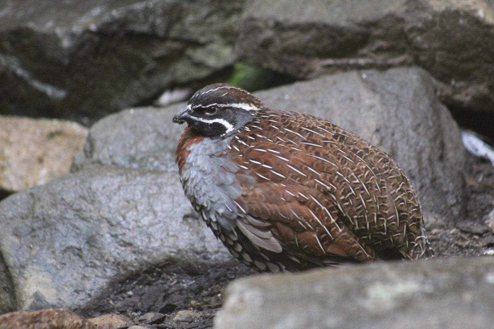 Madagascar Partridge