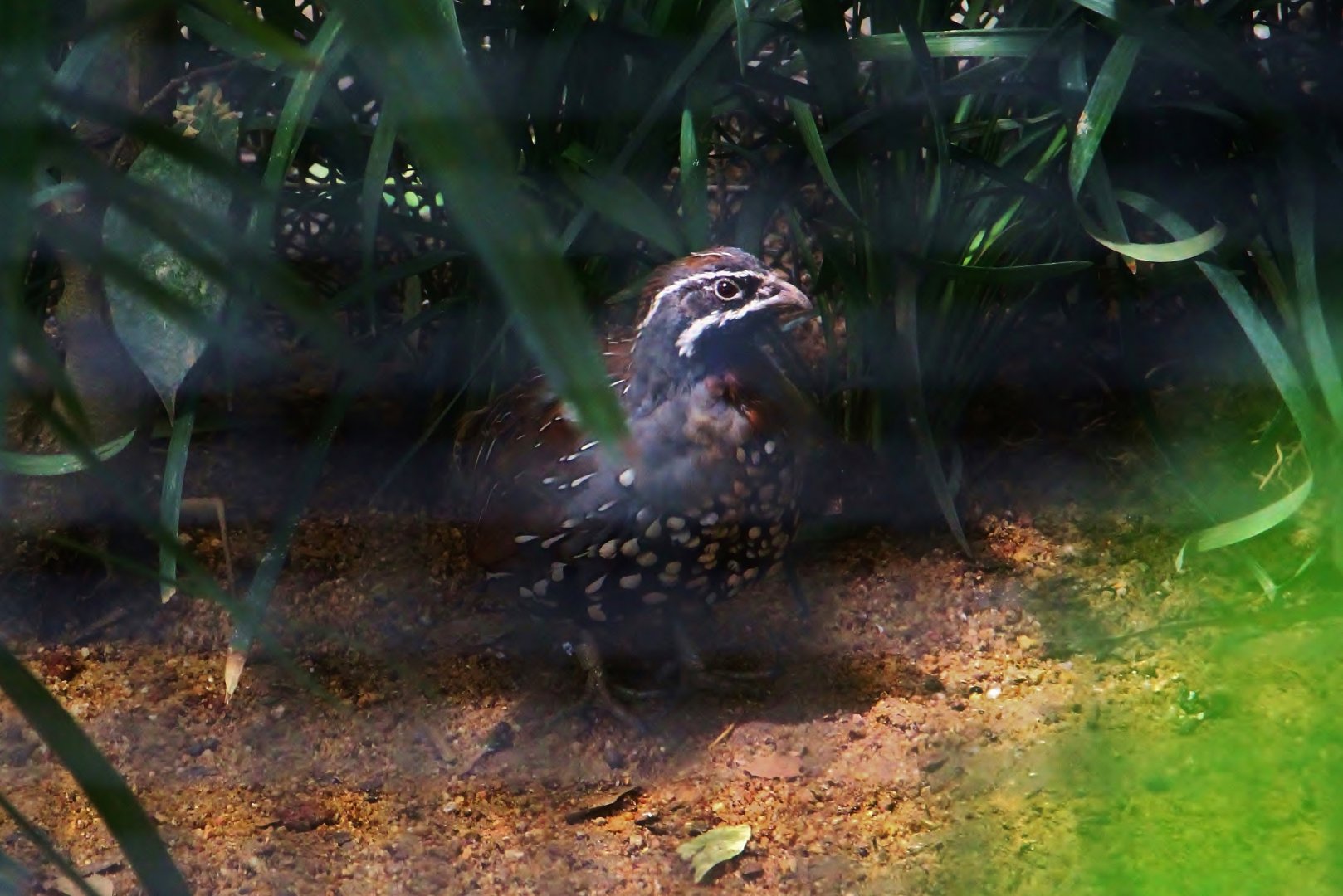 Madagascar Partridge