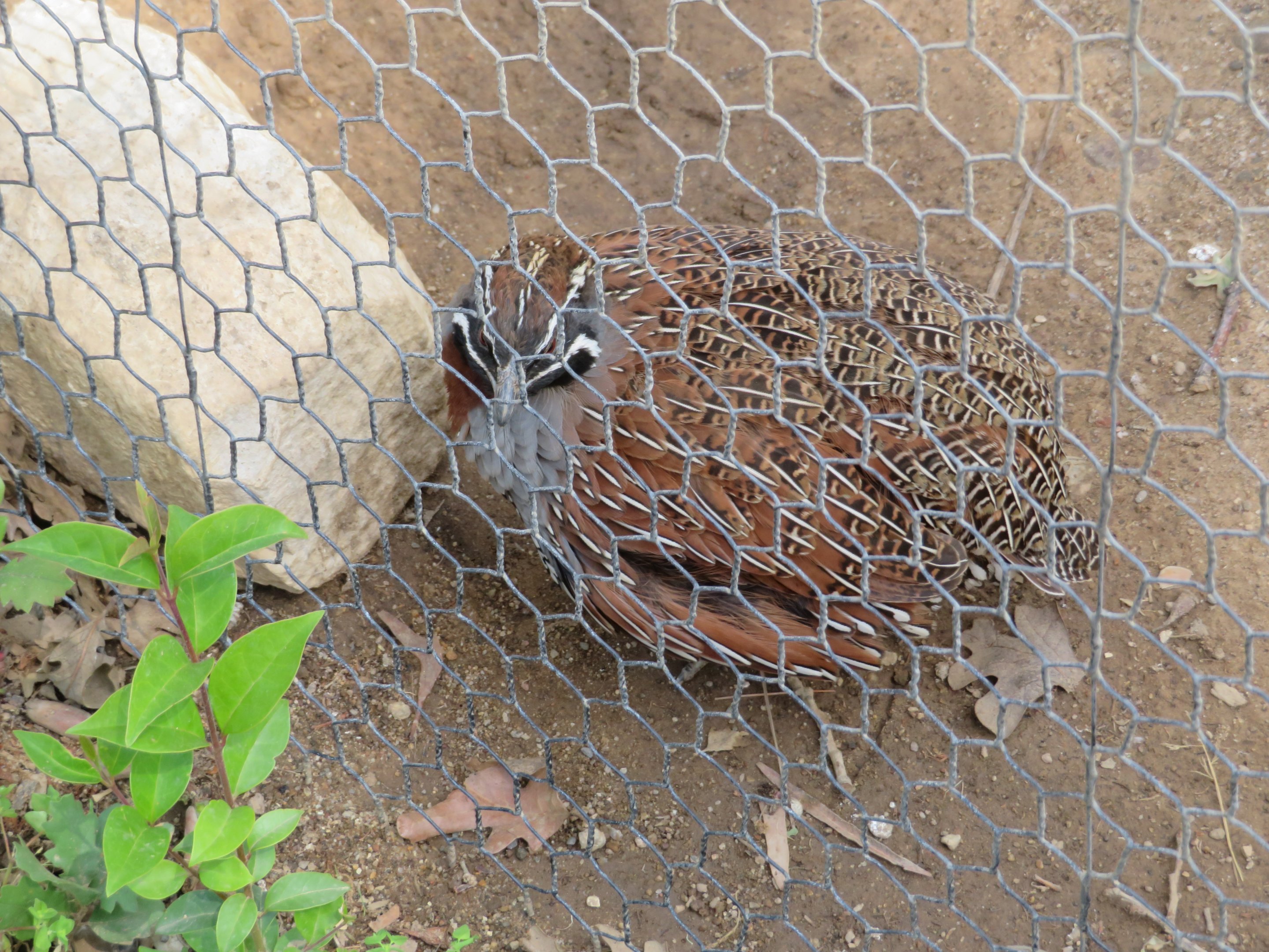 Madagascar Partridge