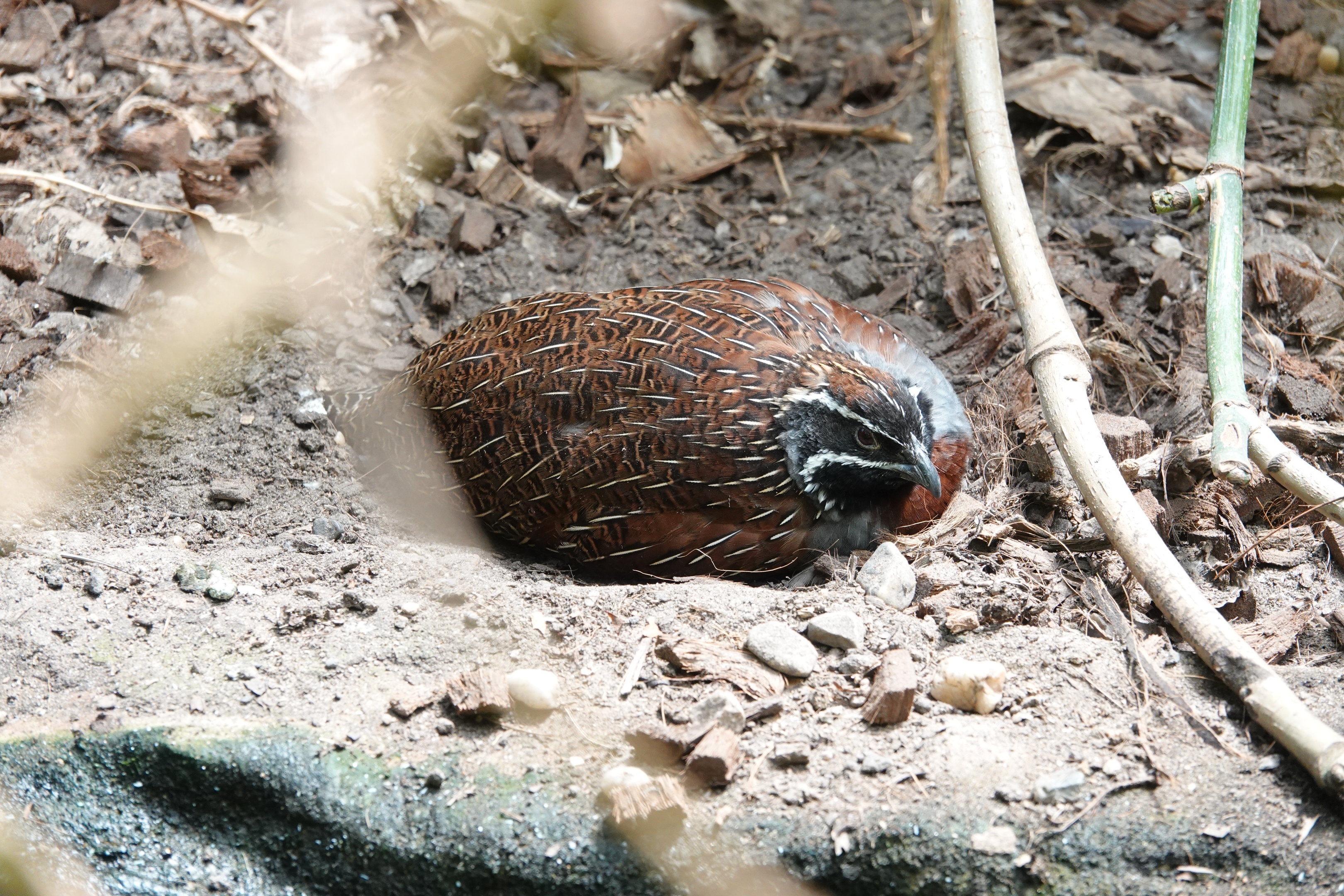 Madagascar partridge