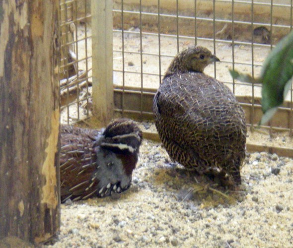 Madagascar Partridges (Margaroperdix madagarensis)