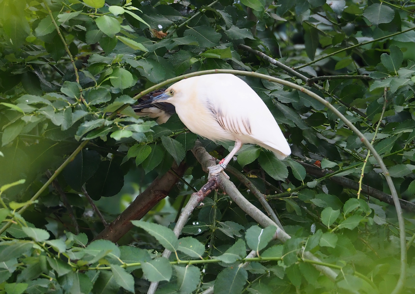 Madagascar pond heron (Ardeola idae), 2023-07-02
