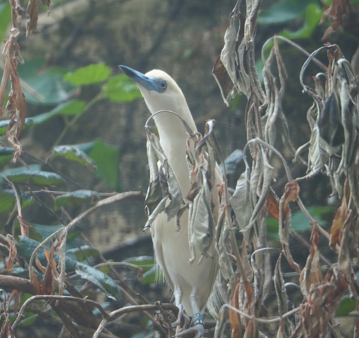 Madagascar pond heron (Ardeola idae), 2023-07-02