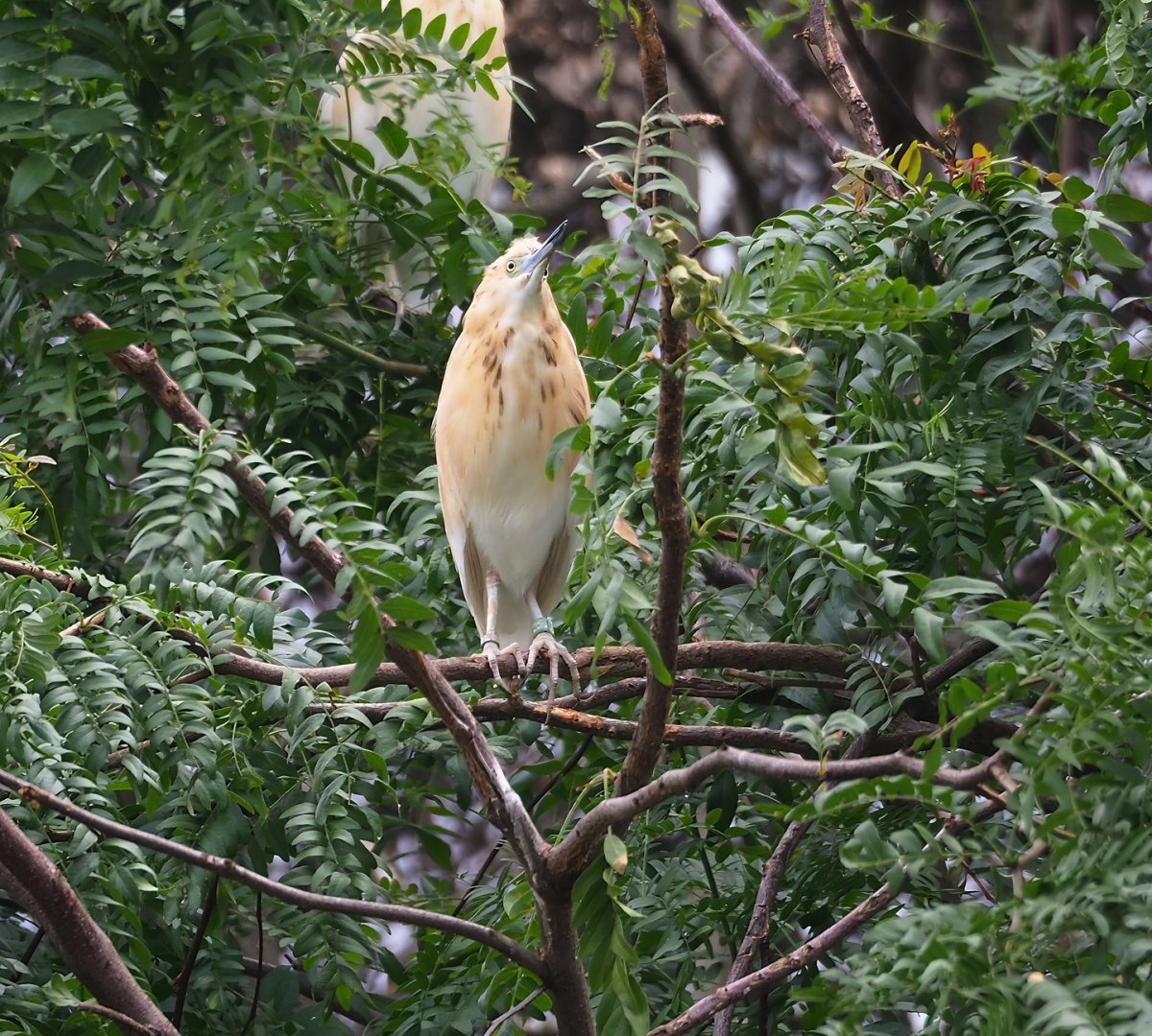 Madagascar pond heron (Ardeola idae), 2023-07-02