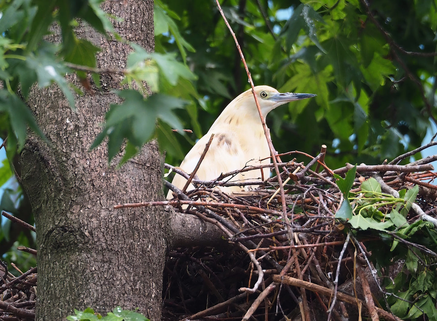 Madagascar pond heron (Ardeola idae), 2023-07-02