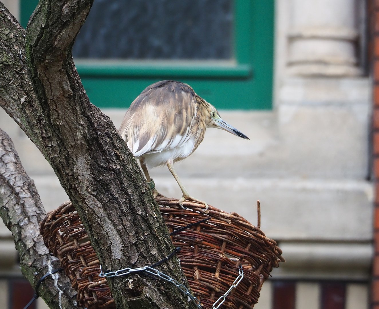 Madagascar pond heron (Ardeola idae), 2023-07-02