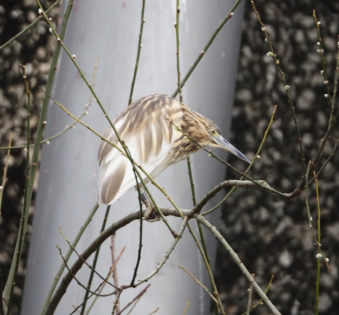 Madagascar pond heron (Ardeola idae), 2024-03-09