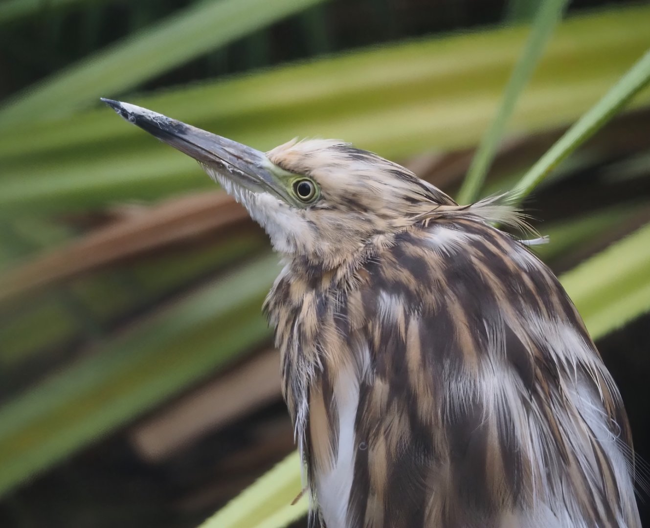 Madagascar pond heron (Ardeola idae), 2024-05-22