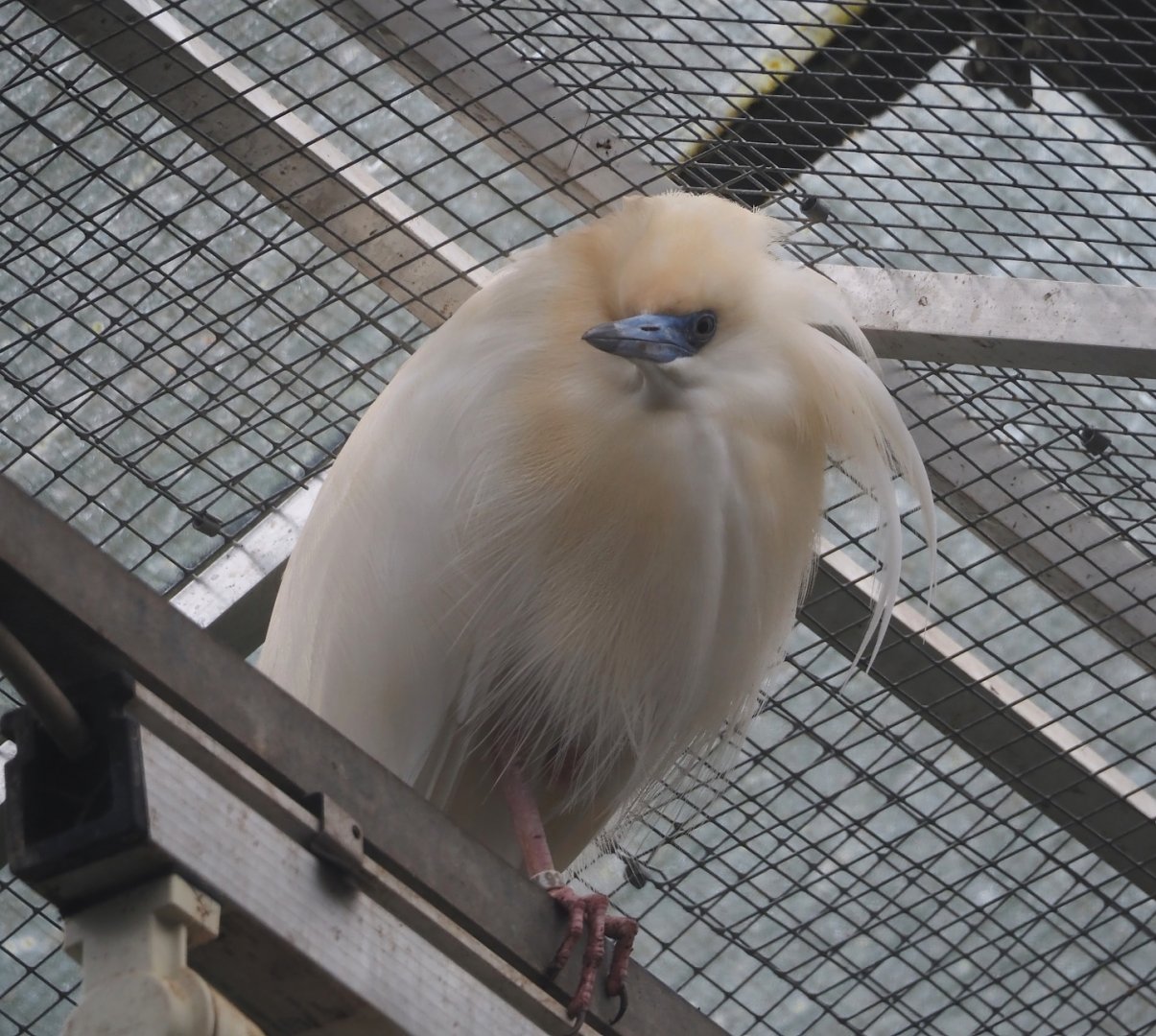 Madagascar pond heron (Ardeola idae), 2024-05-22