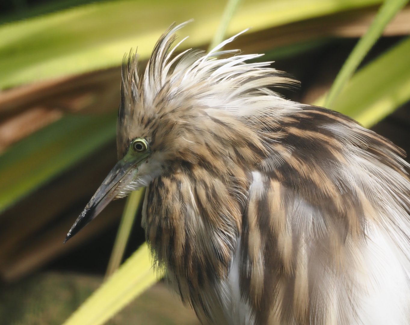 Madagascar pond heron (Ardeola idae), 2024-05-23