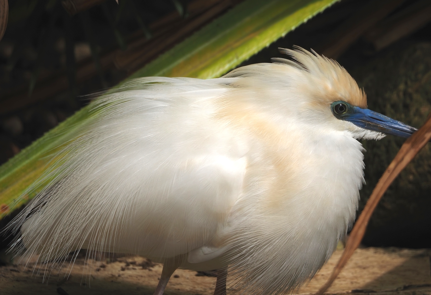 Madagascar pond heron (Ardeola idae), 2024-05-23