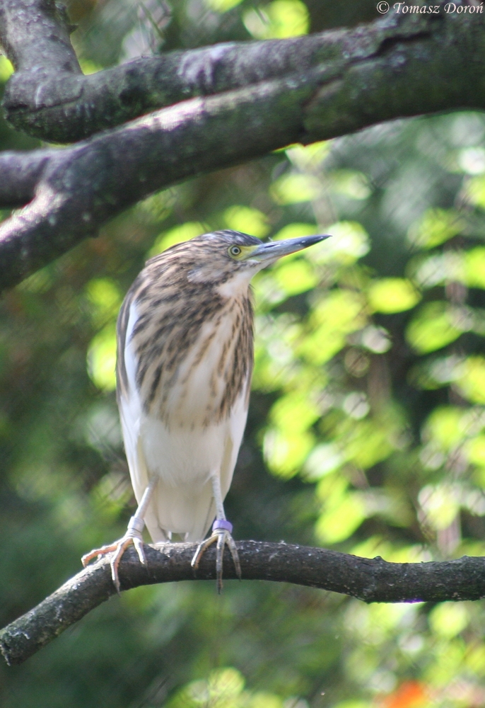 Madagascar Pond-heron (Ardeola idae)