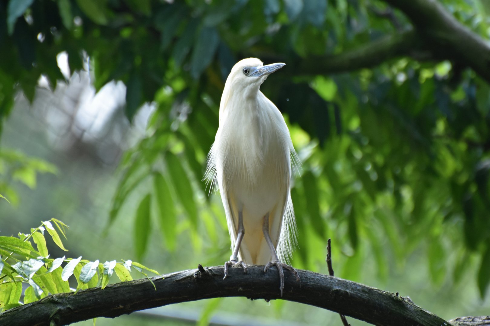Madagascar Pond-Heron Ardeola idae