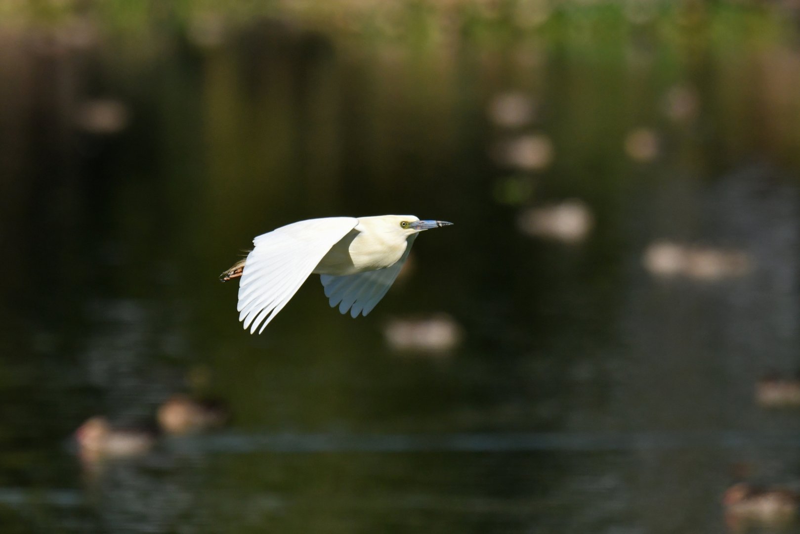 Madagascar Pond-Heron Ardeola idae