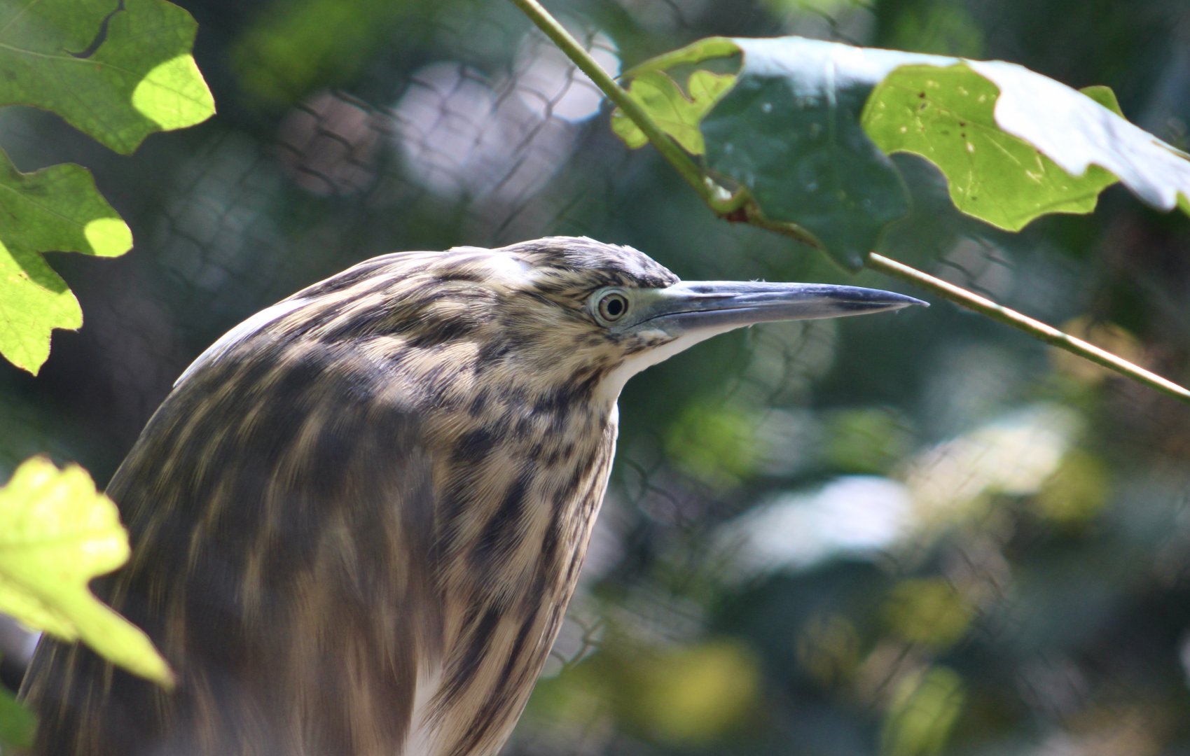 Madagascar Pond Heron (Ardeola idae)