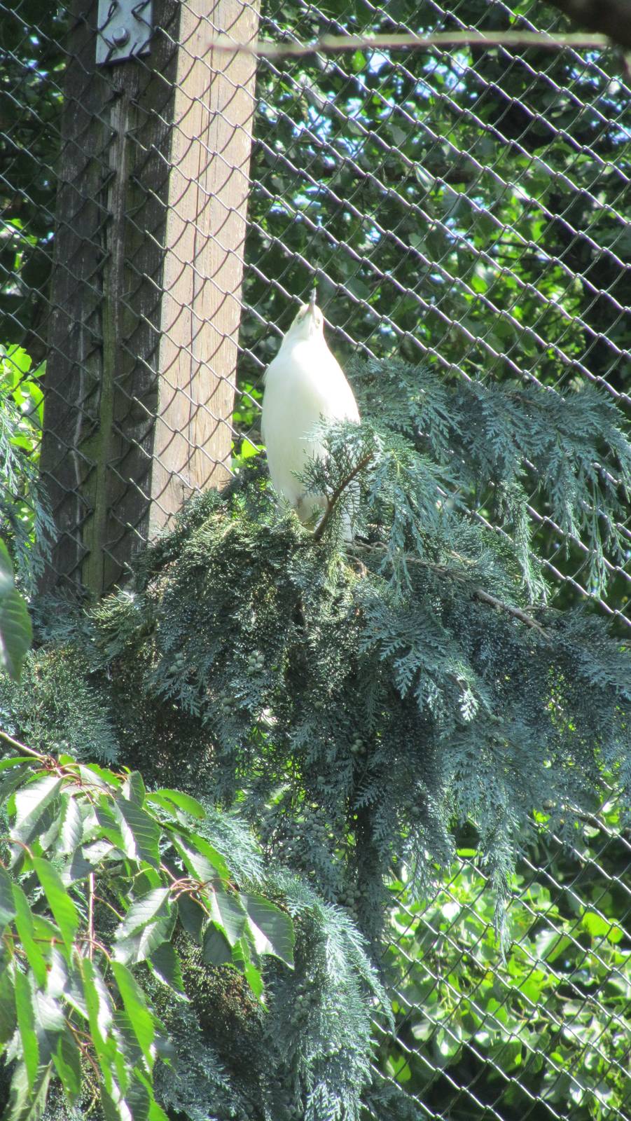 Madagascar pond-heron