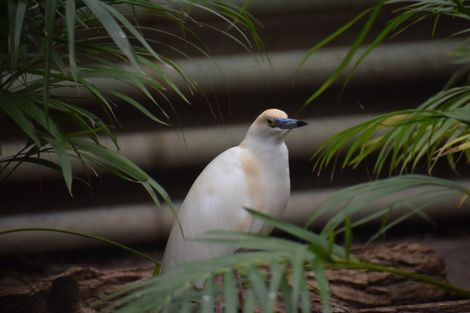 Madagascar pond-heron