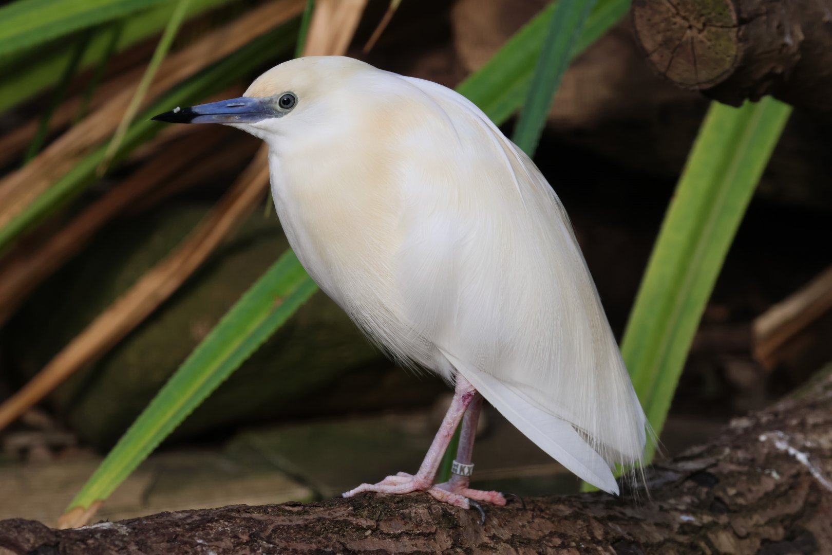 Madagascar pond-heron
