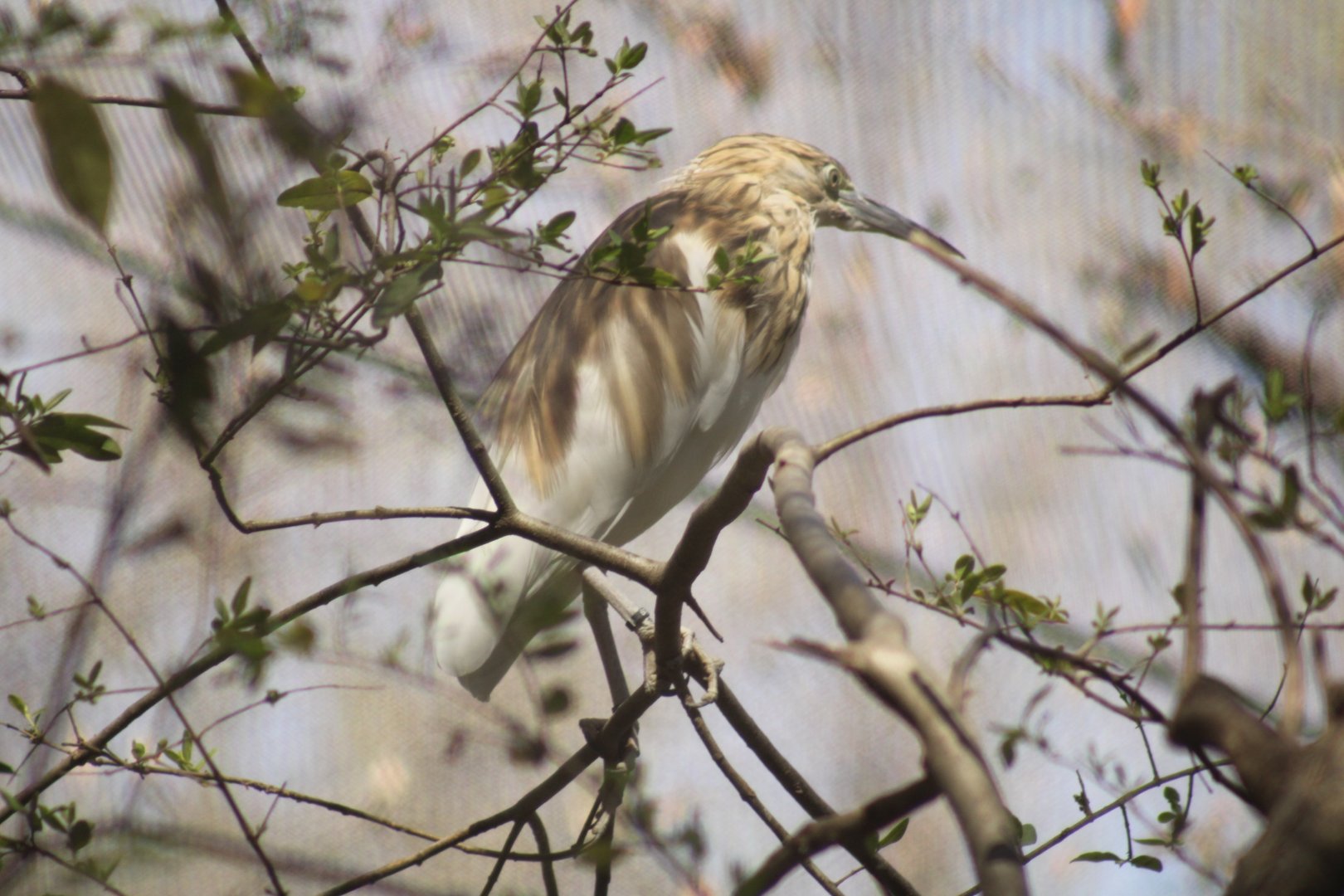 Madagascar Pond Heron