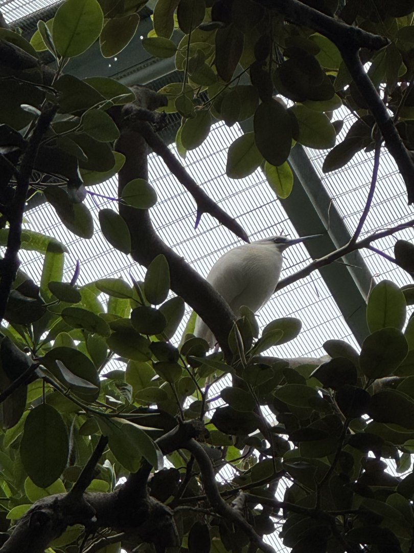 Madagascar Pond Heron
