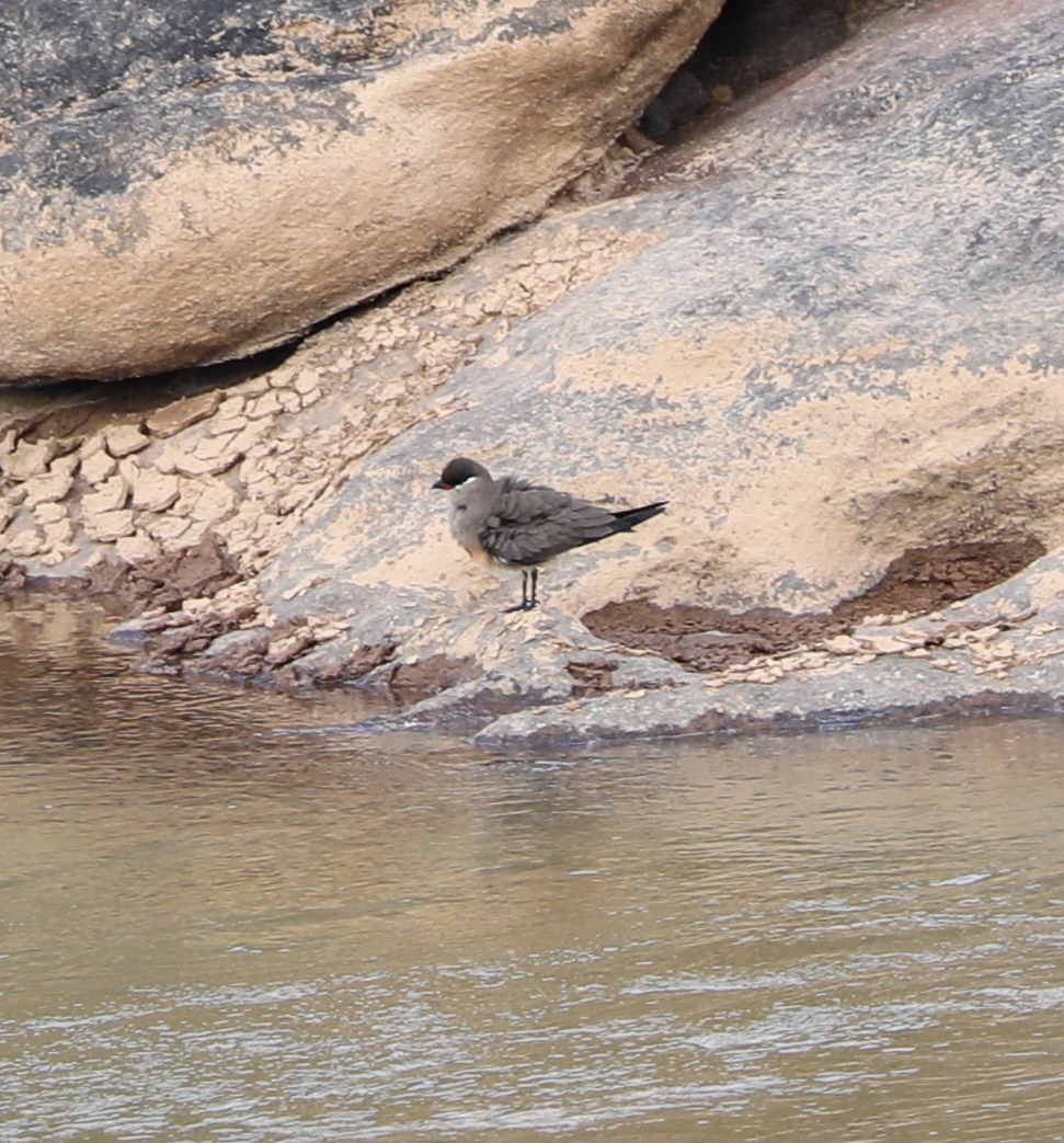 Madagascar pratincole (Glareola ocularis)