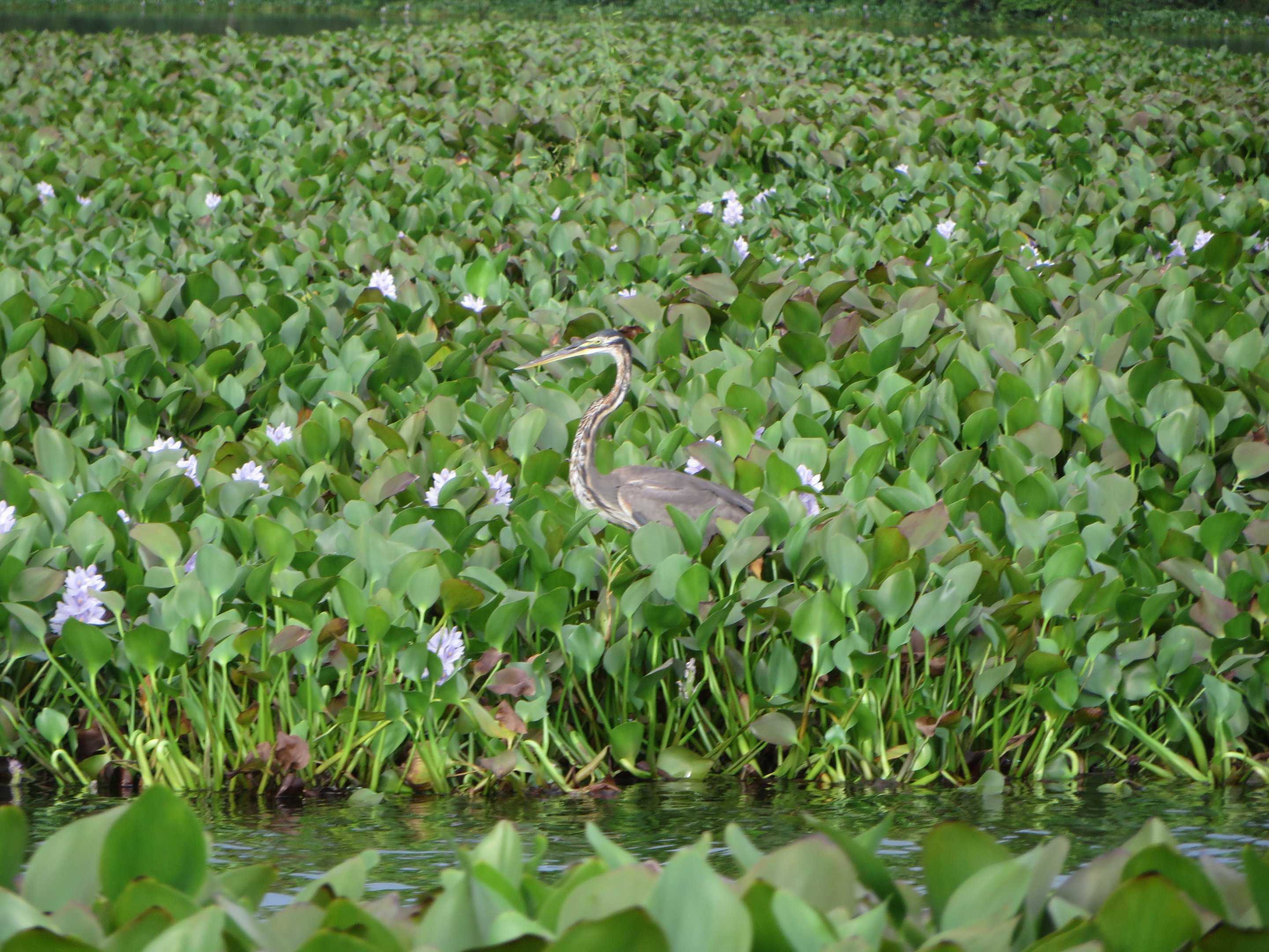 Madagascar purple heron
