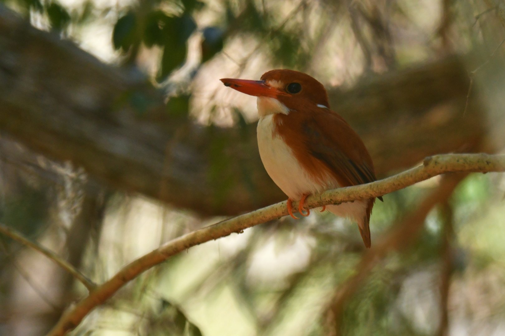 Madagascar Pygmy-Kingfisher (Corythornis madagascariensis)