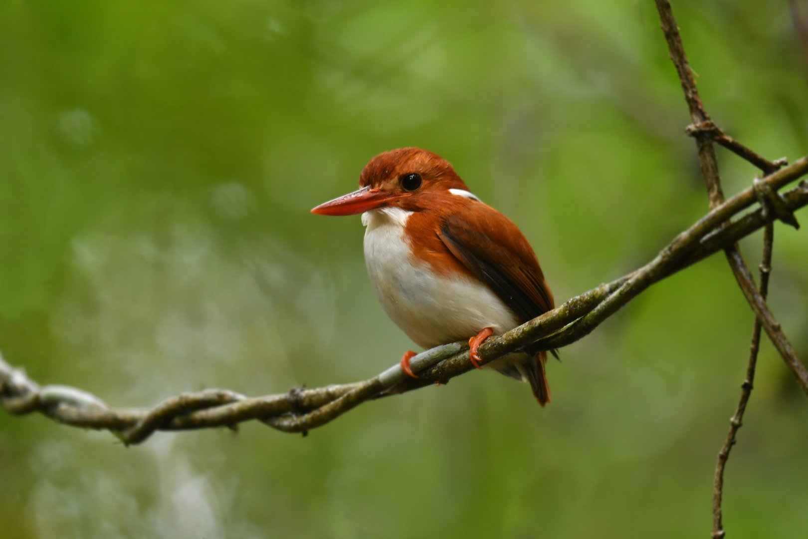 Madagascar Pygmy-Kingfisher Corythornis madagascariensis