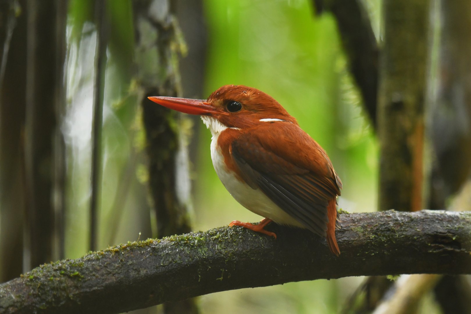 Madagascar Pygmy-Kingfisher Corythornis madagascariensis
