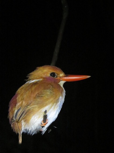 Madagascar pygmy kingfisher