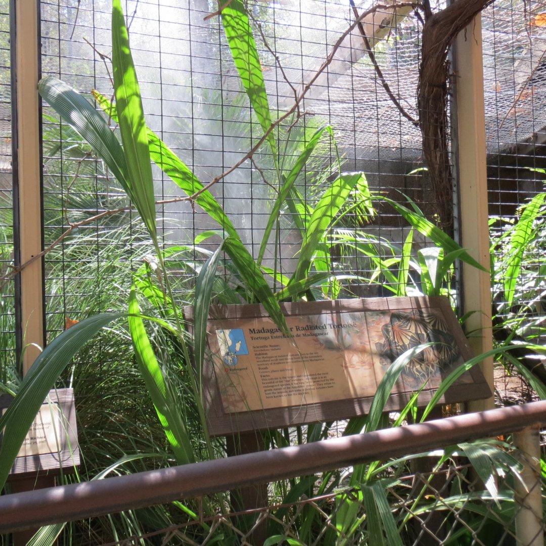 Madagascar Radiated Tortoise Exhibit