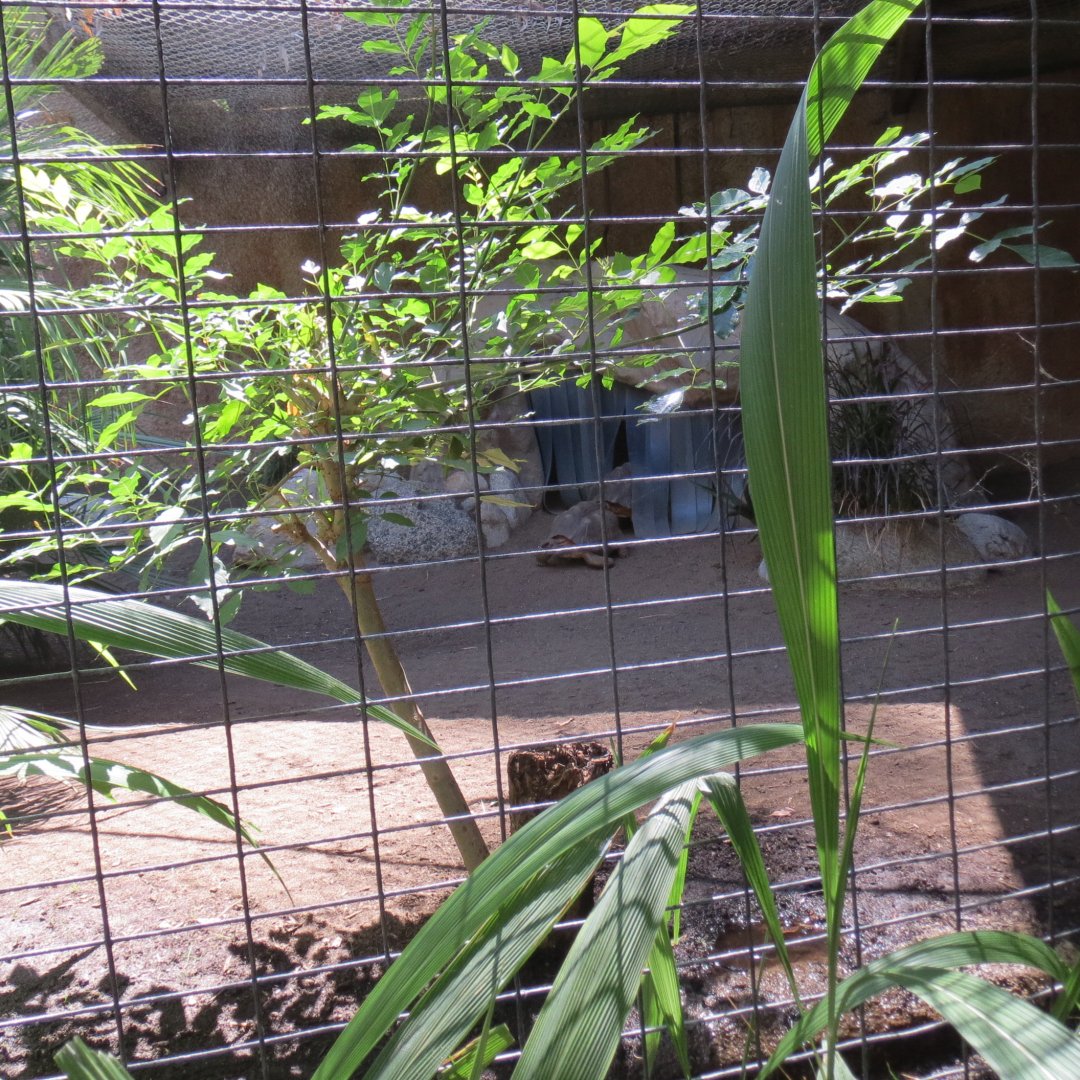 Madagascar Radiated Tortoise Exhibit