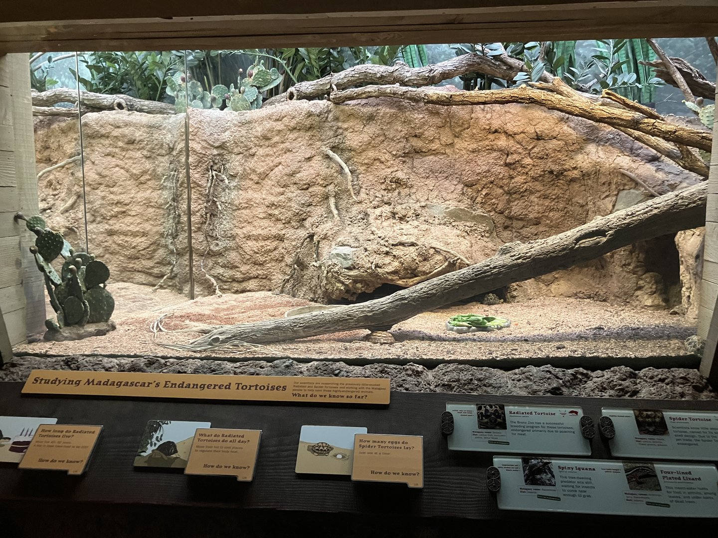 Madagascar - Radiated Tortoise/Spider Tortoise/Spiny Iguana/Four-Lined Plated Lizard Exhibit